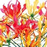 Gloriosa superba Mixed 6 Seeds - Stunning - Tropical