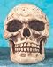 Bone Skull Shift Knob for Manual Transmissions