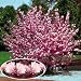 Pink Flowering Almond Shrub Live Plant