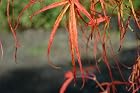 Acer Palmatum Kinshi - Japanese Maple Tree - Pot Size #1 Gal.