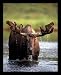 Bull Moose Poster Print