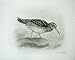1909 Purple Sandpiper Tringa Maritima Gmelin Male Bird