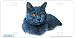 Blue Shorthair Cat Art Print - License Plate Tag By Robert J. May From Airstrike