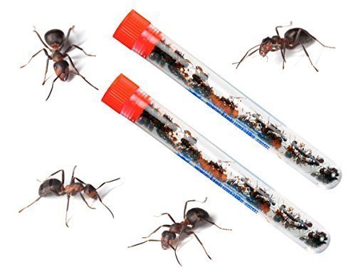 2 TUBES Live Ant Farm Ants Shipped Now: Ant Farm Kit Refill: 60 Ants