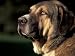 Spanish Mastiff Portrait Animals Photographic Poster Print by Adriano Bacchella, 12x9
