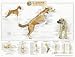 Canine
Skeletal
System
Anatomical
Chart