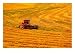 Combine Swathing Crop, Palouse, Washington, USA Photographic Poster Print by Terry Eg...