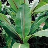 Perennial Seeds - Ornamental Banana