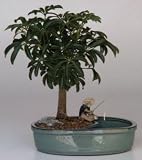 Hawaiian Umbrella Bonsai Tree with Water Pot