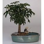 Hawaiian Umbrella Bonsai Tree with Water Pot