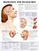 Book Migraines and Headaches Anatomical Chart