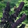 Black Knight Butterfly Bush