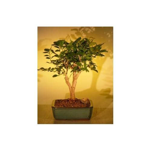 Bonsai Orange