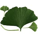 Plage&reg; Ginkgo Biloba