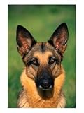 German Shepherd Photographic Poster Print by Francie Manning, 30x40