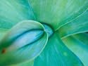 Agave Plant Detail, University of North Carolina at Charlotte Botanical Gardens, North Carolina, USA Photographic Poster Print by Brent Bergherm, 24x18