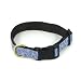 Pet Supplies : Curly Q Dog Collar - Medium (12-18L x 1W)
