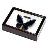 アオメガネトリバネアゲハ