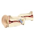 Learning Resources Soft Foam Cross-Section Model - Ear