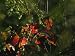 Colorful Red Osier Dogwood Leaves Among Eastern Hemlock Twigs Photographic Poster Print by Raymond Gehman, 18x24