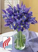 Floral : Keep America Beautiful Blue Iris
