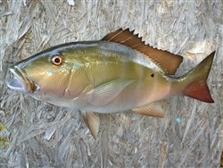 Snapper Fish Wall Mount Fish Replica, Fishing Wall & Coastal Decor