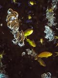 Anthias Fish in Coral Head with Feather Stars, Psedanthias Pleurotaeni, Solomon Islands Photographic Poster Print, 18x24