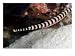 Banded Pipefish, Male with Eggs, Malaysia Animals Photographic Poster Print by David B. Fleetham, 24x18