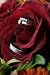 Red Rose with Silver Wedding Bands/rings - 24