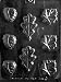 LEAF SOAP ASS'T Flowers, Fruits & Vegitables Candy Mold Chocolate
