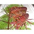 伊勢海老　【訳あり】　1ｋｇ　2～4匹