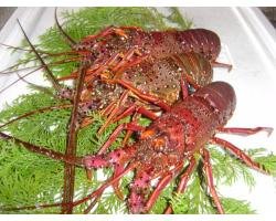 伊勢海老　【訳あり】　1ｋｇ　2～4匹
