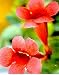 Outdoor Living : Trumpet Vine 15 Seeds - Campsis radicans