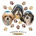 Shih Tzus-Puppy Love Womens Scoop Neck T-Shirt