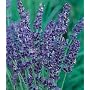 Lavender, English - 1 Pkt. (570 seeds)