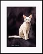 Devon Rex with Blue Eyes by Drew Strouble