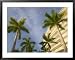 Detail of Westin Lucaya Resort, Grand Bahama Island, Caribbean Framed Art Poster Print by Walter Bibikow, 39x31
