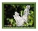 The Big Bad Wolf Animals Photographic Poster Print by Photography by Debra C. Brissette-Fortune, 24x20