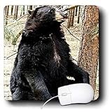 Wild animals - Black Bear - Mouse Pads
