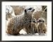 Jenny the Meerkat with Two of Her New Babies at London Zoo, June 2005 Collections Framed Photographic Poster Print by Mirrorpix, 30x24
