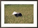 A woman wearing a conical hat harvests rice Framed Art Poster Print by Karen Kasmauski, 29x21