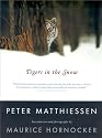 Tigers In The Snow