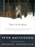 Tigers in the Snow
