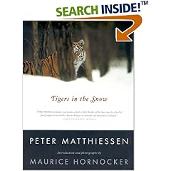 Tigers In The Snow