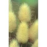 IMAGE OF Bunny Tails Ornamental Grass - 20 Seeds, 250 mg