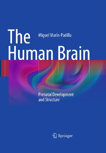 The Human Brain: Prenatal Development and Structure