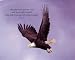 Wings as Eagles Animals Art Poster Print