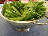 Seven Top Winter Greens Turnip 700 Seeds
