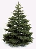 7.5' Windswept Pine Tree