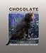 Chocolate Labrador Retrievers 2005 Weekly Engagement Calendar